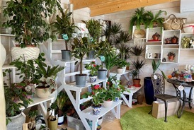 Vente de plantes d'intérieur