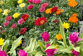 Venez acheter nos plants de légumes, de fleurs et nos plantes à Saint-Aubin-de-Médoc