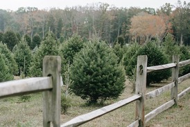 L'arrivée des sapins de Noël : La magie de la saison des fêtes commence