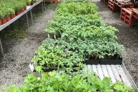 Vente de plants de fleurs, fruits et légumes