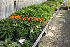 Les plants de légumes et fleurs sont arrivés chez Picot Déco Jardin