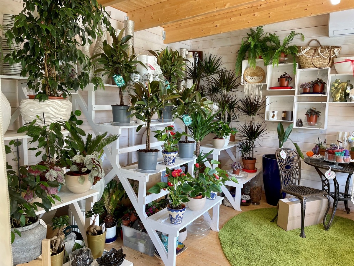 Vente de plantes d'intérieur