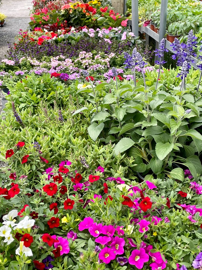 Venez acheter nos plants de légumes, de fleurs et nos plantes à Saint-Aubin-de-Médoc