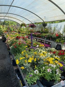 Gros arrivage de plantes méditerranéennes, statues, gros pots en grès émaillés,...