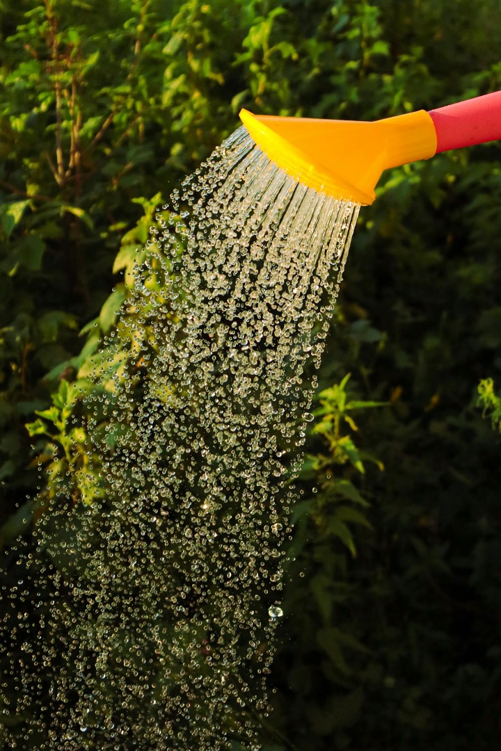 Comment arroser correctement vos plantes : Guide complet pour des plantes en pleine santé