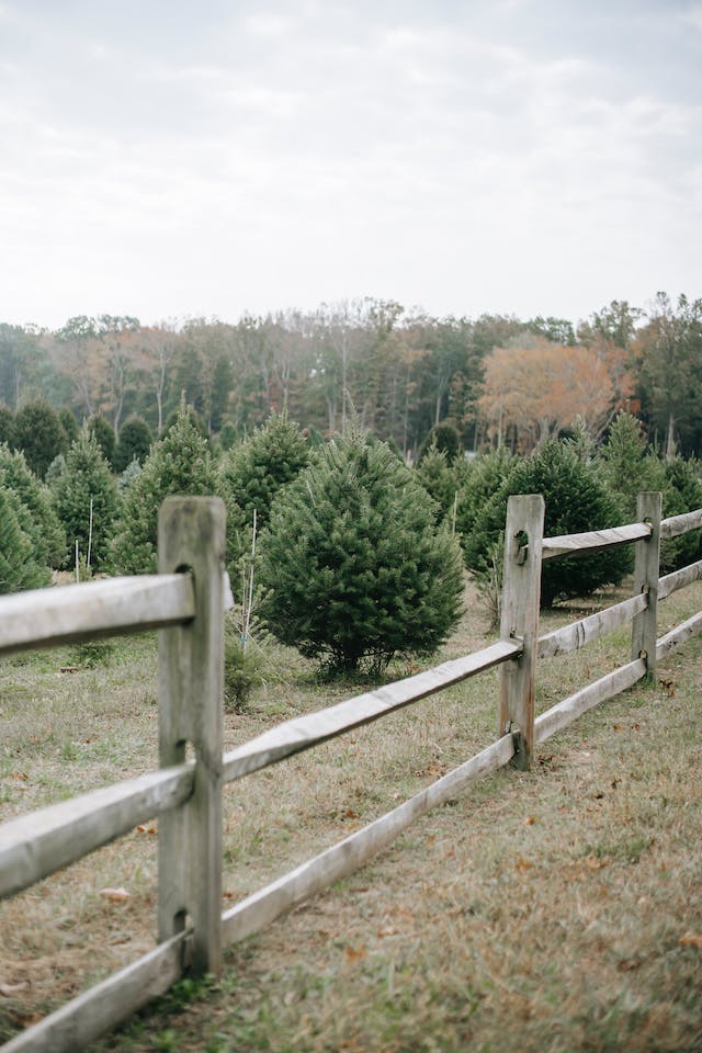 L'arrivée des sapins de Noël : La magie de la saison des fêtes commence