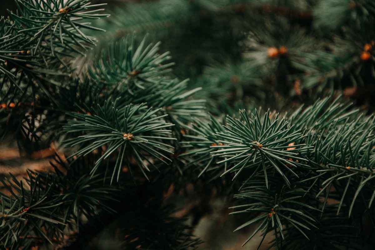 5 conseils pour conserver votre sapin de Noël naturel plus longtemps