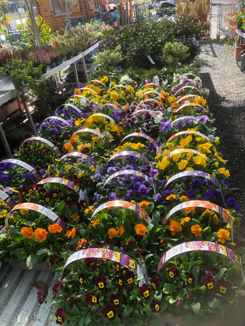 Vente de plants de fleurs, fruits et légumes