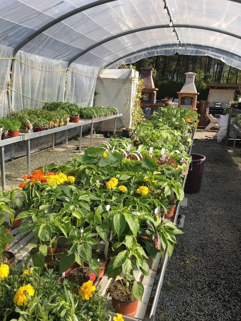 Les plants de légumes et fleurs sont arrivés chez Picot Déco Jardin