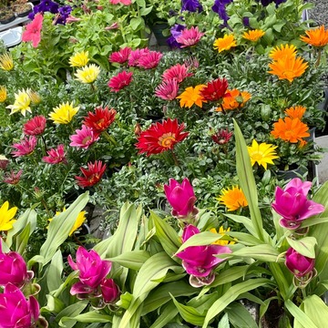 Plants de fleurs à Saint-Aubin-de-Médoc