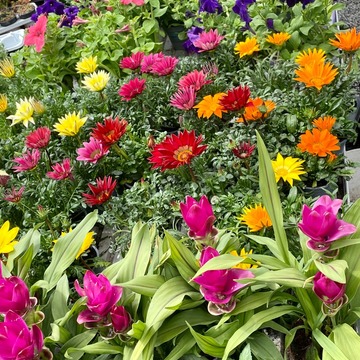 Plants de fleurs à Saint-Aubin-de-Médoc