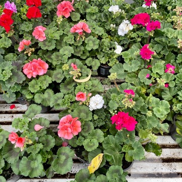 Plants de fleurs à Saint-Aubin-de-Médoc