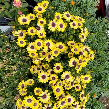 Plants de fleurs à Saint-Aubin-de-Médoc