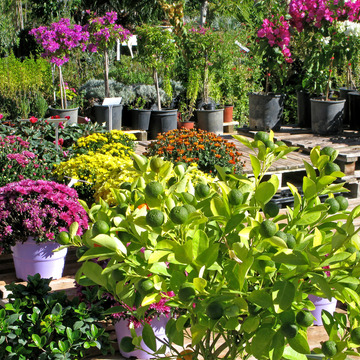 Vente de plantes d'ornement en Gironde près de Bordeaux