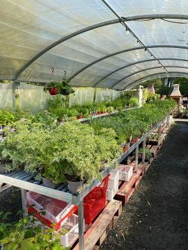 Gros arrivage de plantes méditerranéennes, statues, gros pots en grès émaillés,...