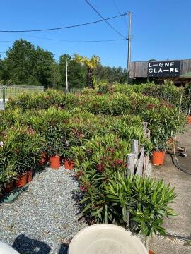 Gros arrivage de plantes méditerranéennes, statues, gros pots en grès émaillés,...