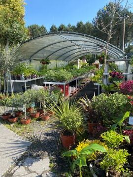 Gros arrivage de plantes méditerranéennes, statues, gros pots en grès émaillés,...