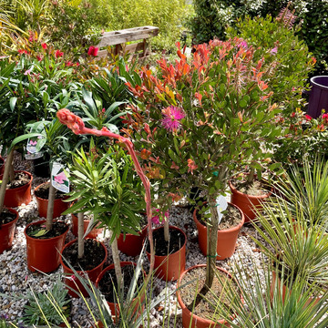 Ventes de plantes à Saint-Aubin de Médoc