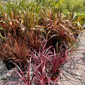 Ventes de plantes à Saint-Aubin de Médoc