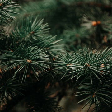 sapins.jpg