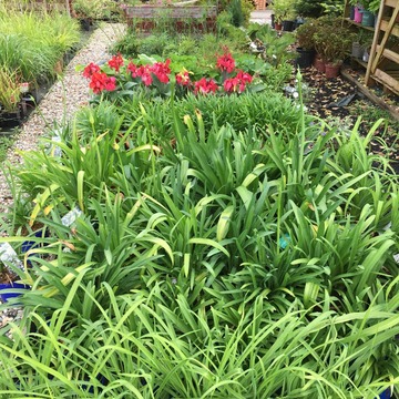 Ventes de plantes à Saint-Aubin de Médoc