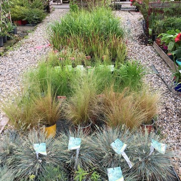 Ventes de plantes à Saint-Aubin de Médoc