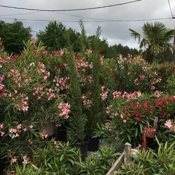 Ventes de plantes à Saint-Aubin de Médoc