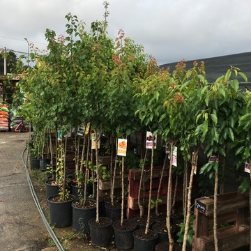 Ventes de plantes à Saint-Aubin de Médoc