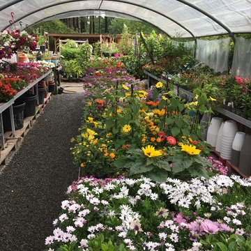 Ventes de plantes à Saint-Aubin de Médoc