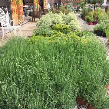 Ventes de plantes à Saint-Aubin de Médoc