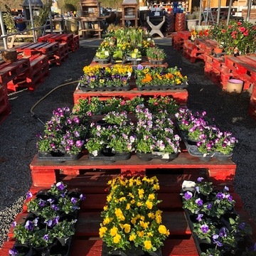 Vente de fleurs pour aménagement de jardin proche de Bordeaux