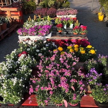 Vente de fleurs pour aménagement de jardin proche de Bordeaux