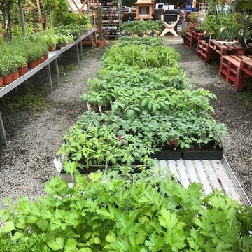 Vente de plants de légumes à Saint-Aubin de Médoc