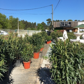 Vente de plants de légumes et de fleurs à Saint-Aubin-de-Médoc