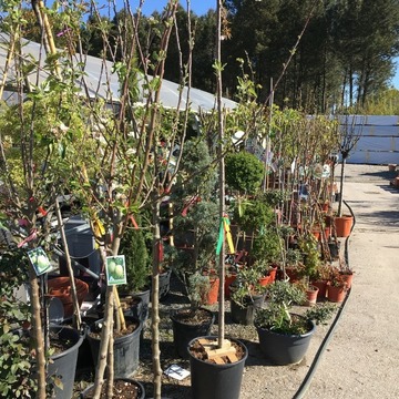 Vente de plants de légumes et de fleurs à Saint-Aubin-de-Médoc