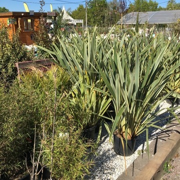 Vente de plants de légumes et de fleurs à Saint-Aubin-de-Médoc