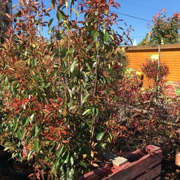 Vente de plants de légumes et de fleurs à Saint-Aubin-de-Médoc