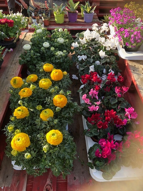 Vous souhaitez acheter des pots de fleurs d'extérieur ?